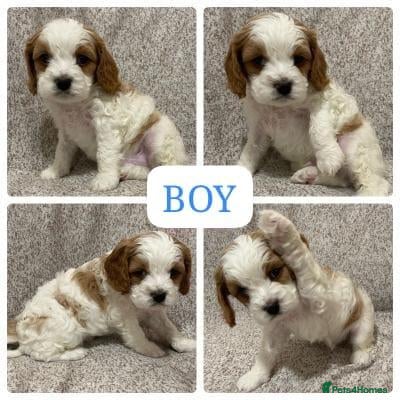 Cavapoo dogs Red Cavapoo Puppies - Advert 10