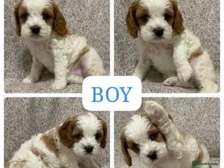 Cavapoo dogs Red Cavapoo Puppies - Advert 10