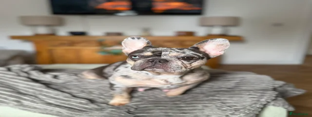 Queenie The Great