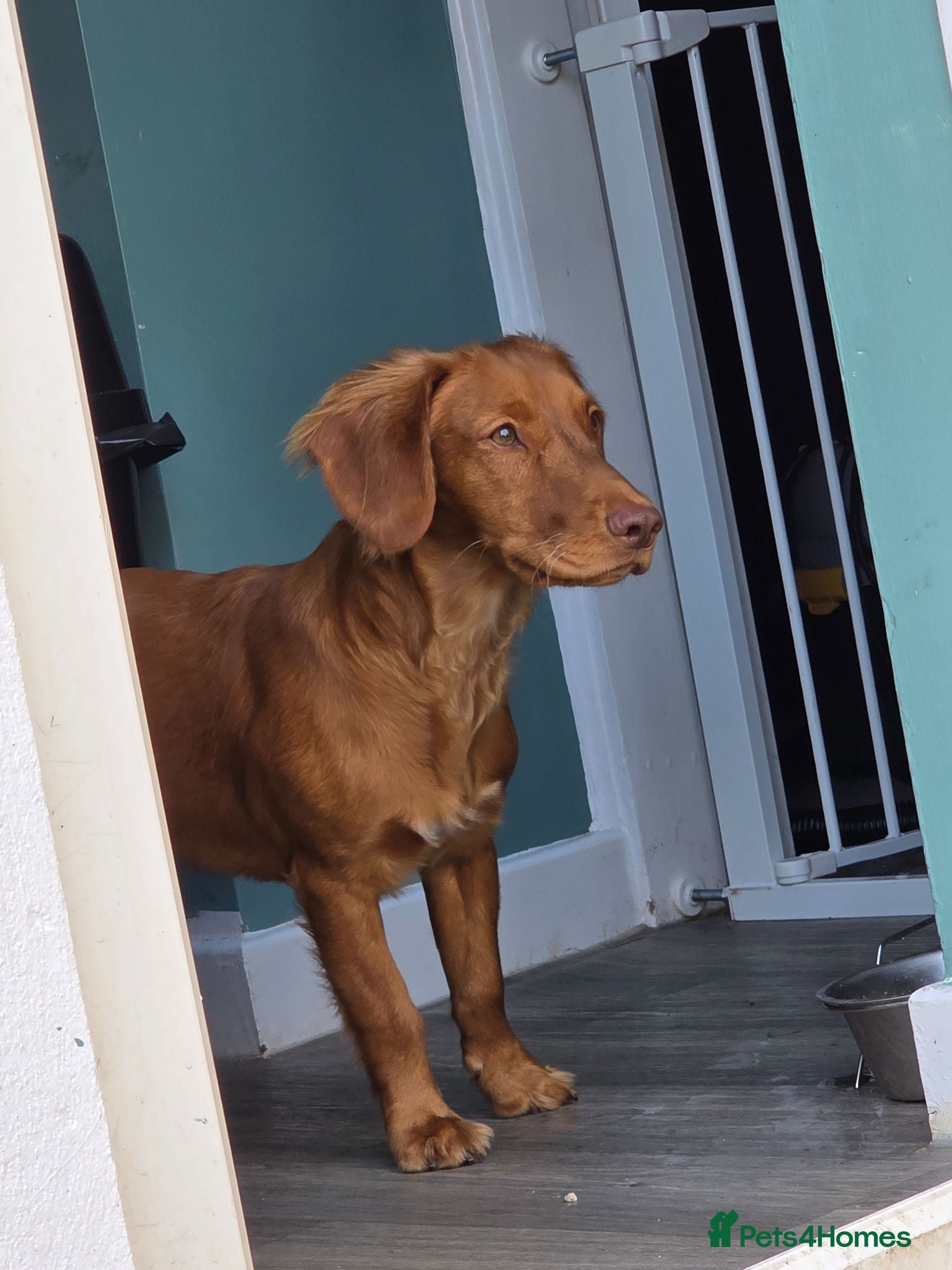 Mixed Breed dogs Male cocker spanial x jack russel - Advert 2