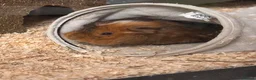 Guinea Pig rodents for sale: Two beautiful Guinne pigs  in Braintree - Advert 4