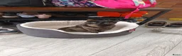 Mixed Breed cats for sale: Cat and pet - Advert 1