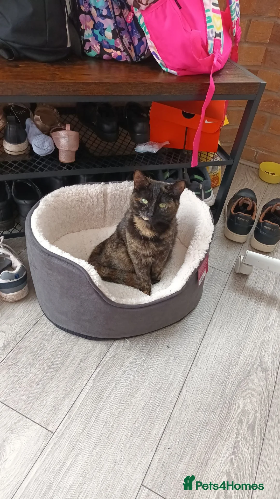 Mixed Breed cats for sale: Cat and pet - Advert 1
