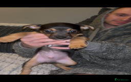 Jack Russell dogs for sale: Jack Russell’s  - Advert 13