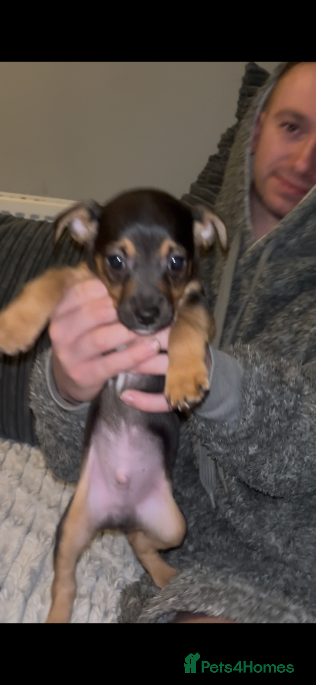 Jack Russell dogs for sale: Jack Russell’s  - Advert 13