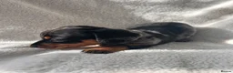 Miniature Dachshund dogs for sale: Bubbles and Oreo  - Advert 17