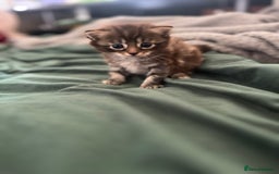 Mixed Breed cats for sale: Pretty Part Maine Coon kittens  - Image 8