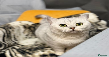 British Shorthair cats British Shorthair.GCCF - Advert 5