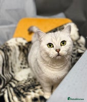 British Shorthair cats British Shorthair.GCCF - Advert 9