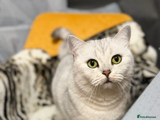 British Shorthair cats British Shorthair.GCCF - Advert 1