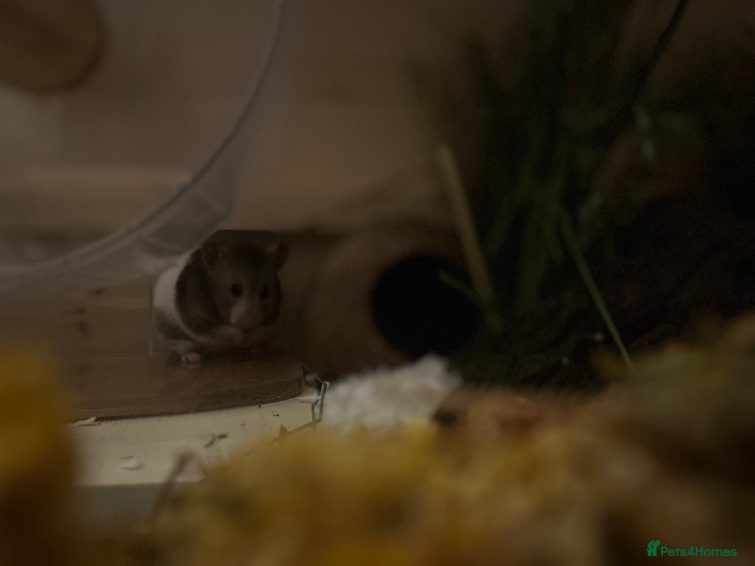 Hamster rodents for sale: Female Syrian to rehome.  - Image 4