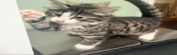 Mixed Breed cats for sale: 2 beautiful girl kittens Ready Now !!! - Advert 3