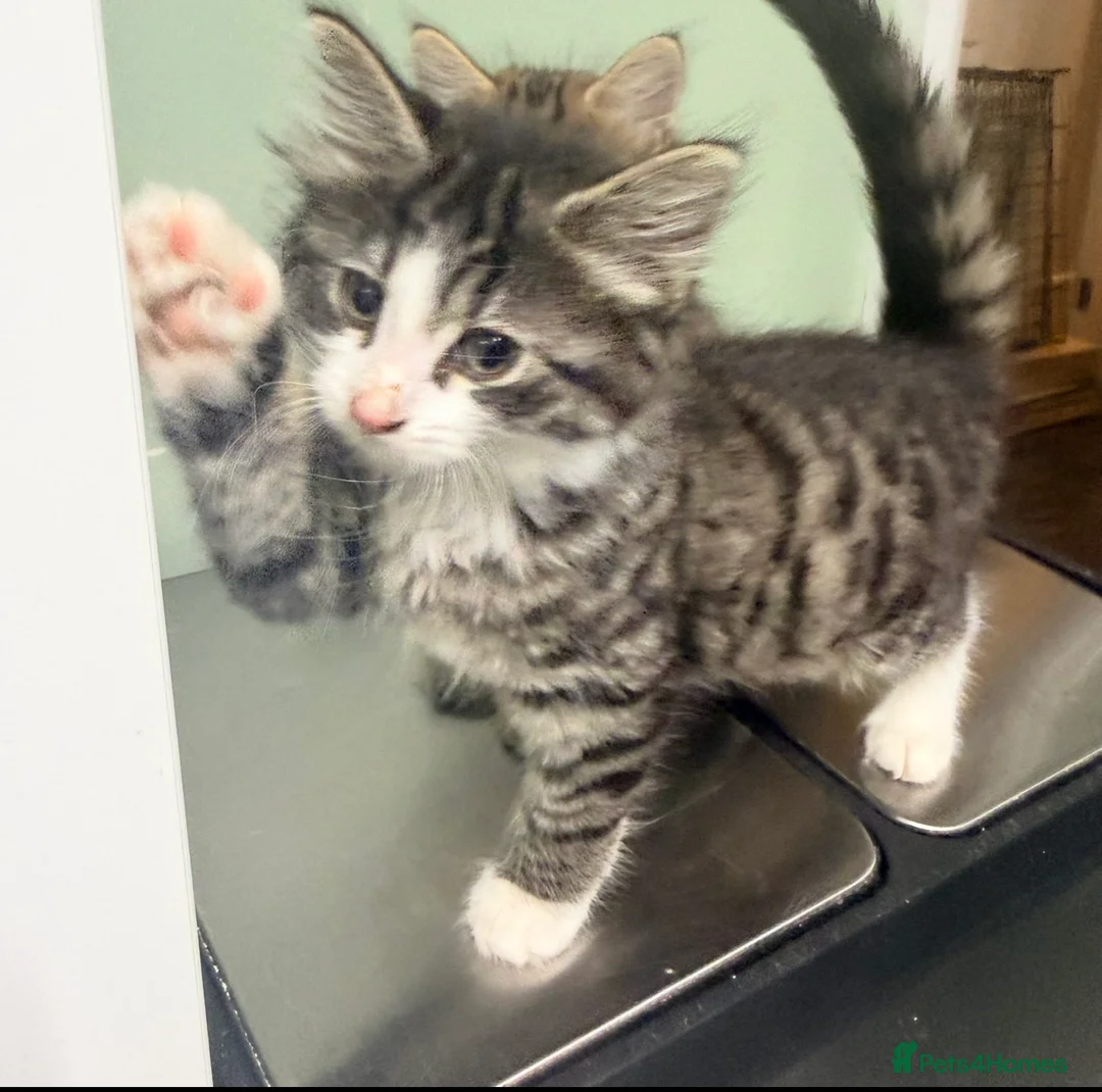 Mixed Breed cats for sale: 2 beautiful girl kittens Ready Now !!! - Advert 3