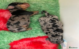 Miniature Dachshund dogs for sale: 1 boy left beautiful silver dapple boys  - Image 17