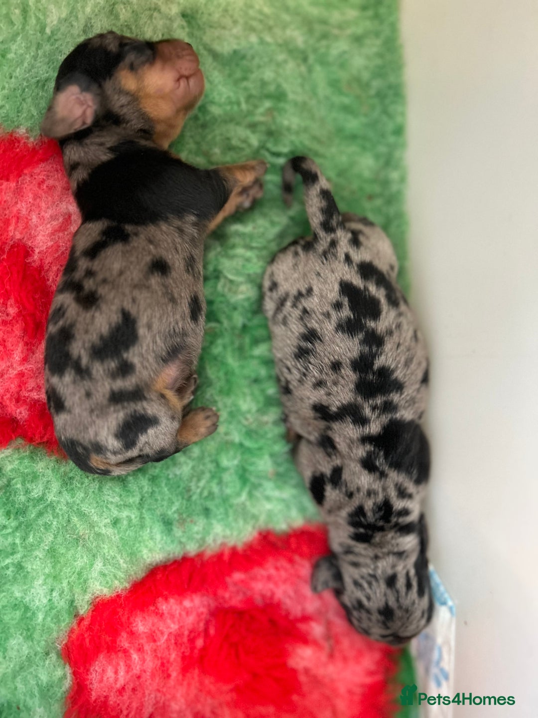 Miniature Dachshund dogs for sale: 1 boy left beautiful silver dapple boys  - Image 17