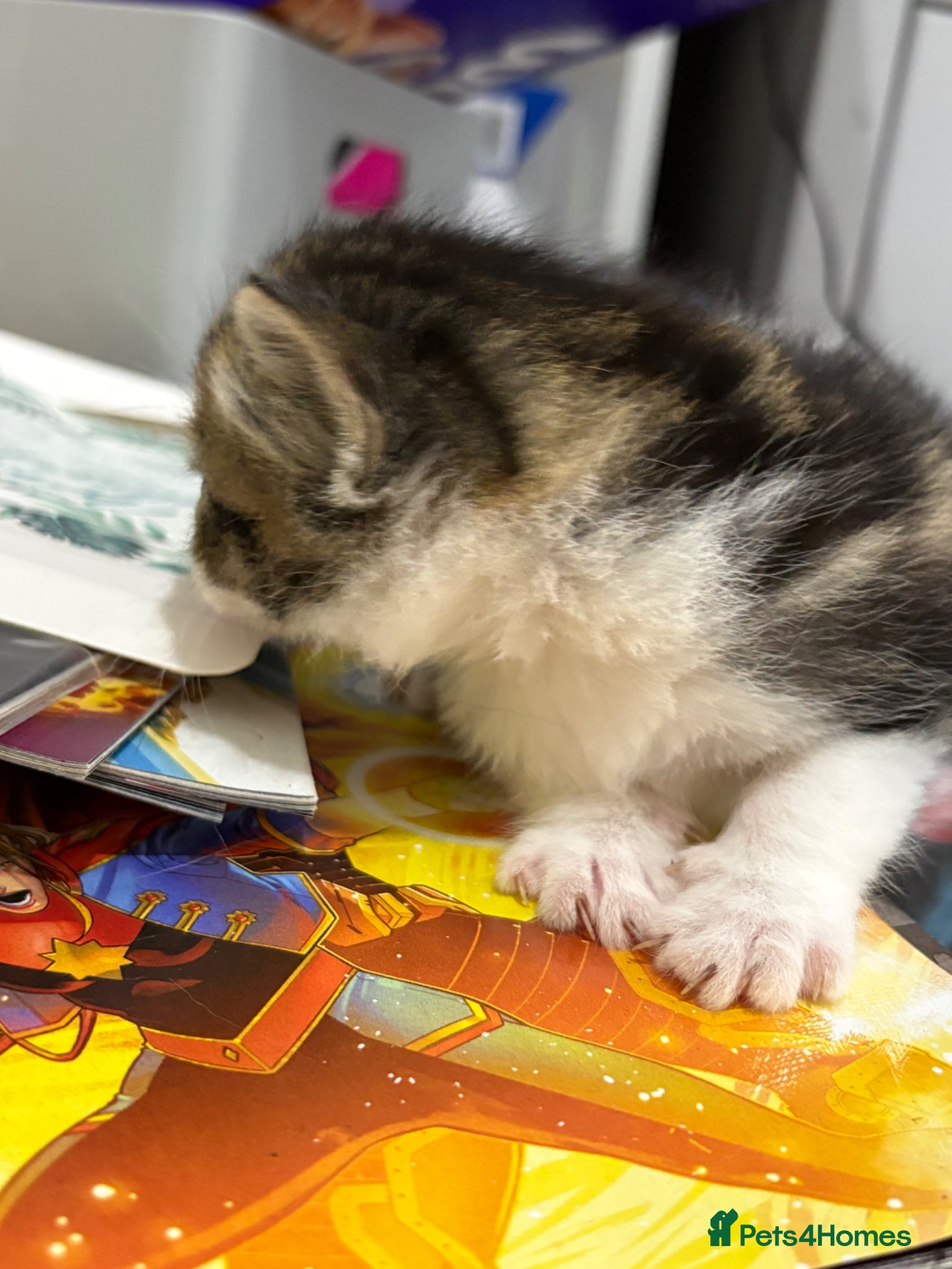 Mixed Breed cats for sale: 2 girls 1 boy kittens in Bury - Advert 6