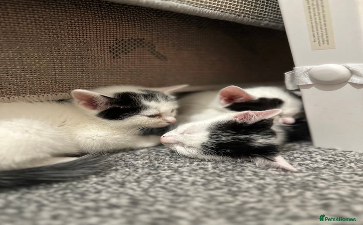 Domestic Shorthair cats - Advert 1