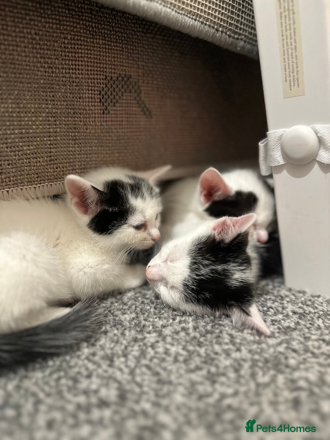 Domestic Shorthair cats for sale: Adorable Black & White Domestic Shorthair Kittens - Image 1