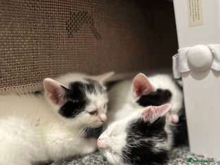 Domestic Shorthair cats - Advert 12