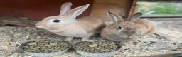 Mixed Breed rodents for sale: 2x rabbits  in Redcar - Advert 2