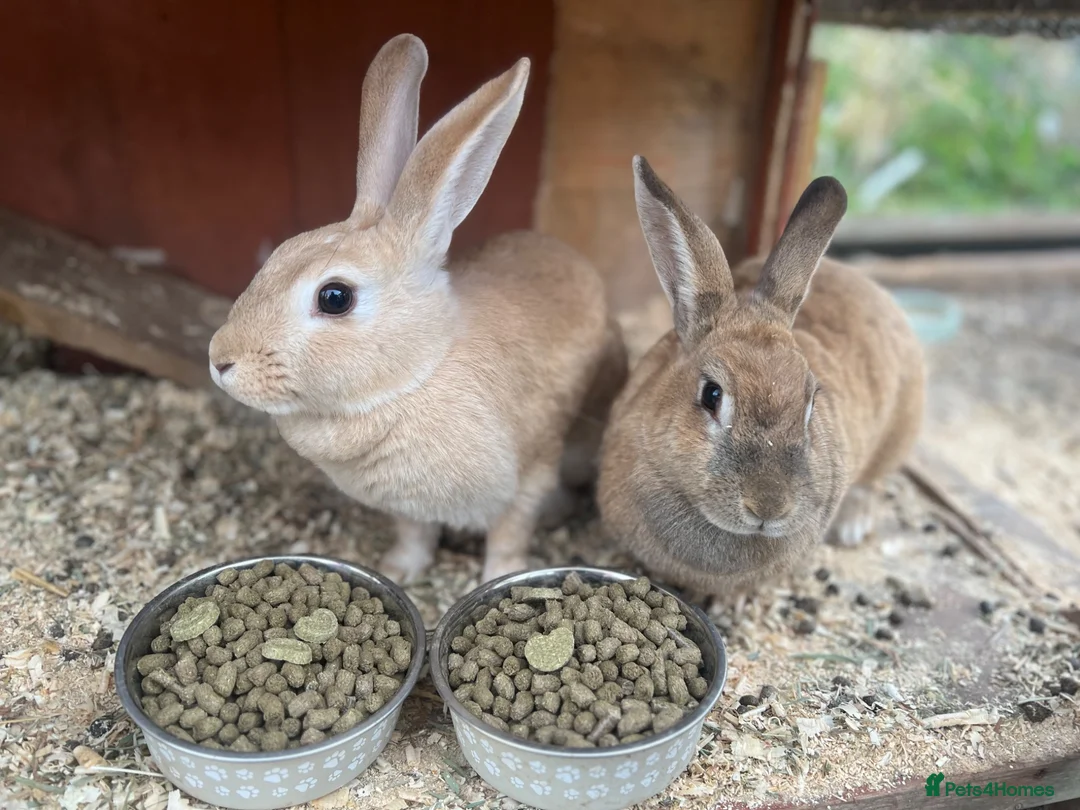 Mixed Breed rodents for sale: 2x rabbits  in Redcar - Advert 2