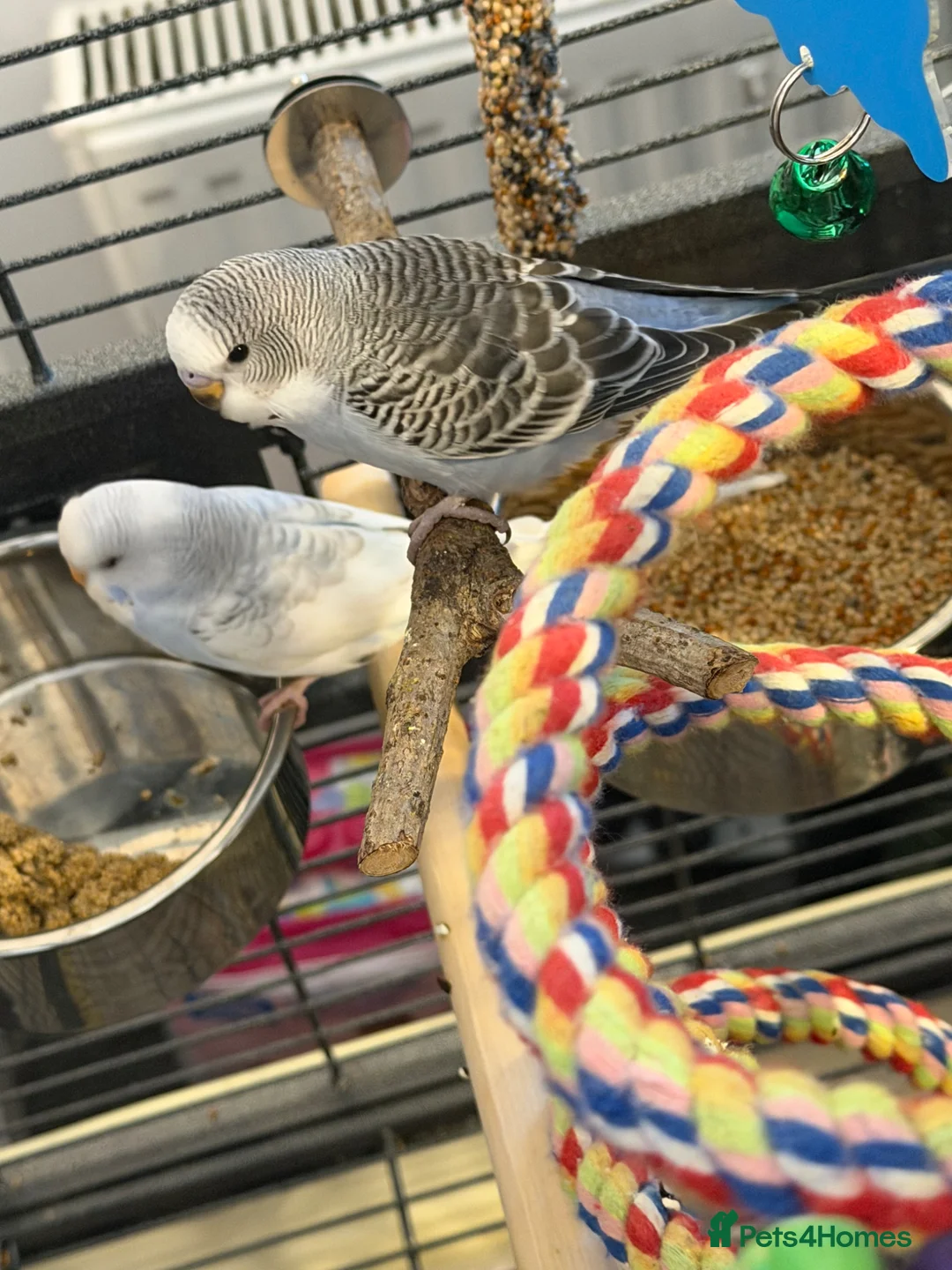Budgerigars birds for sale: 2 Budgies with Cage - Advert 1