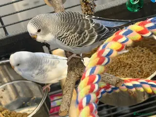 Budgerigars birds 2 Budgies with Cage - Advert 2