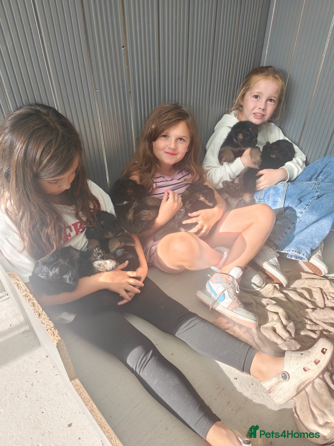 German Shepherd dogs for sale: KC GSD Puppies – Champion Bloodline Pairing - Image 6