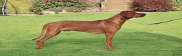 Rhodesian Ridgeback dogs for sale: Stunning Rhodesian Ridgebacks from Champion Lines - Advert 3