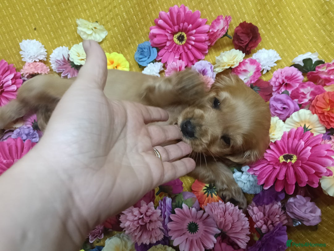 Cocker Spaniel dogs for sale: ❤️Adorable Quality Show Type Cocker Spaniels 🩵 - Image 20