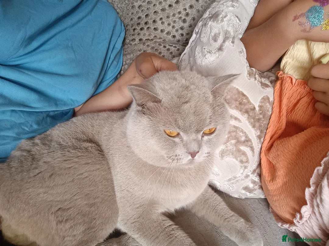 British Shorthair cats for stud: British short hair stud - Advert 5