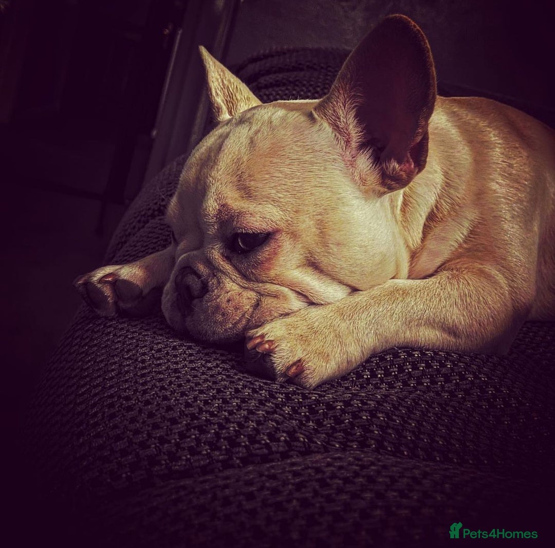 French Bulldog dogs for stud: French bulldog for STUD - Advert 1