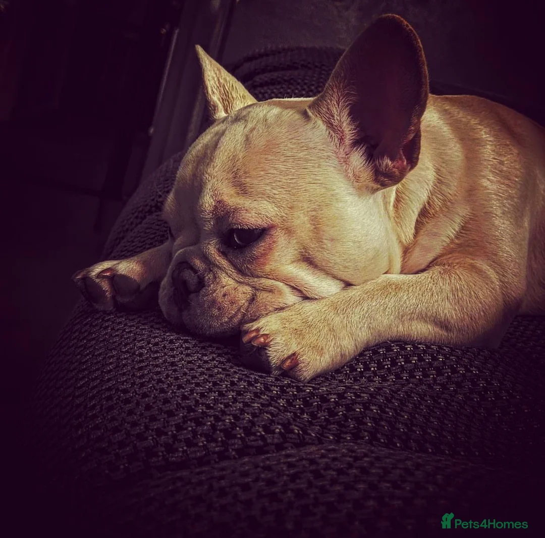 French Bulldog dogs for stud: French bulldog for STUD - Advert 1
