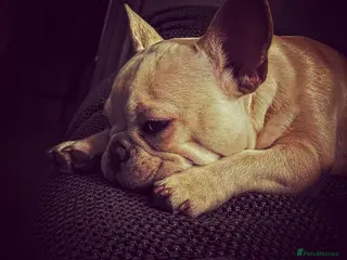 French Bulldog dogs French bulldog for STUD - Advert 23