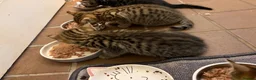 Savannah cats for sale: Savannah kittens  in Taunton - Advert 1