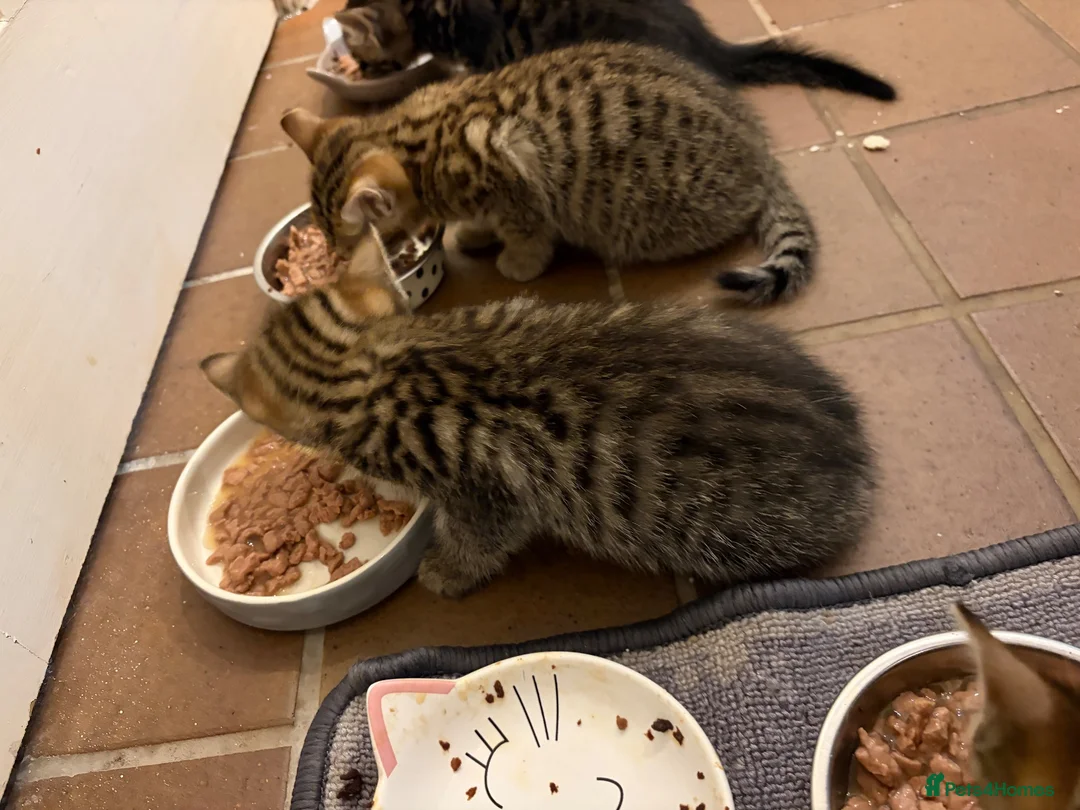 Savannah cats for sale: Savannah kittens  in Taunton - Advert 1
