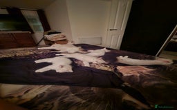 Ragdoll cats for sale: Ragdoll 2 girl🐈 and 3 boy🐈‍⬛. - Image 22