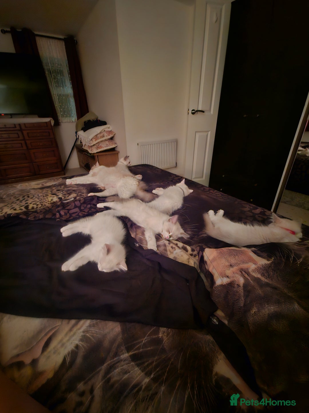 Ragdoll cats for sale: Ragdoll 2 girl🐈 and 3 boy🐈‍⬛. - Image 22
