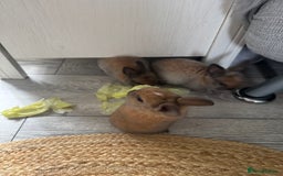 Rex rabbits for sale: Gorgeous bunnies, all males  - Image 2