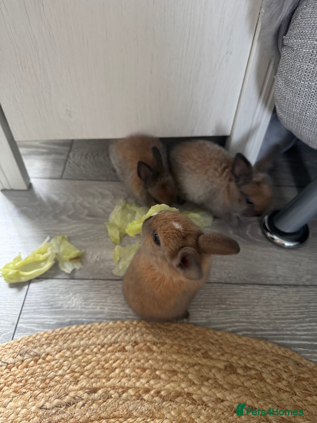 Rex rabbits for sale: Gorgeous bunnies, all males  - Image 2