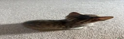 Mixed Breed cats for sale: Kittens for sale  in Cheltenham - Advert 5