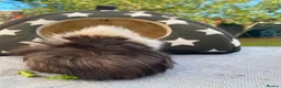 Guinea Pig rodents for sale: Bonded teddy x Abyssinian males - Advert 13