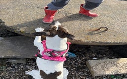 Mixed Breed dogs for sale: Female dog  - Image 3