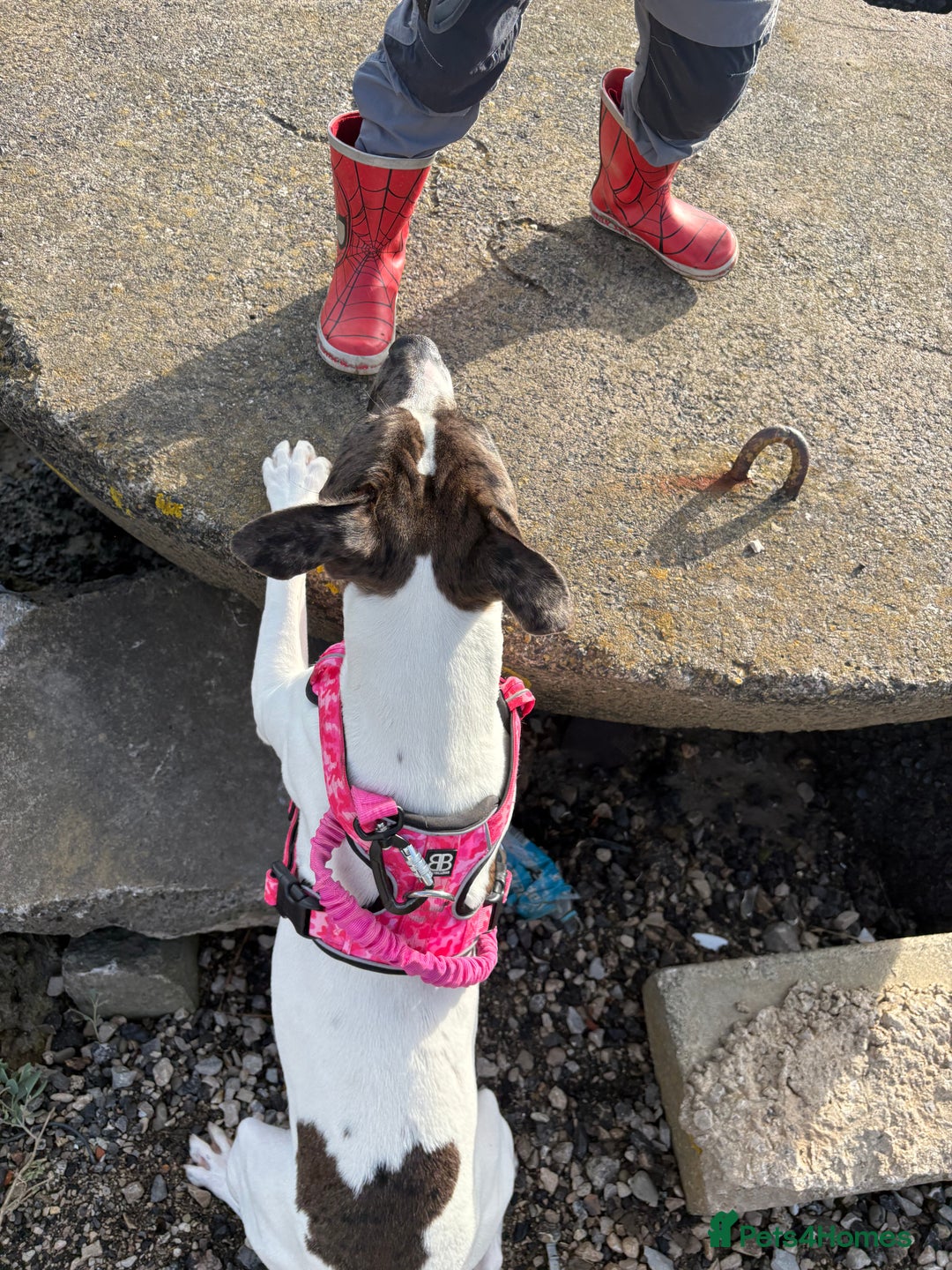 Mixed Breed dogs for sale: Female dog  - Image 3