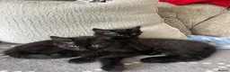 Domestic Shorthair cats for sale: Male kittens to go together 🐈‍⬛ 🐈‍⬛  - Advert 8