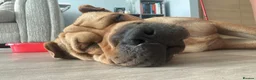 Shar Pei dogs for sale: Chase The Sharpei  - Advert 3