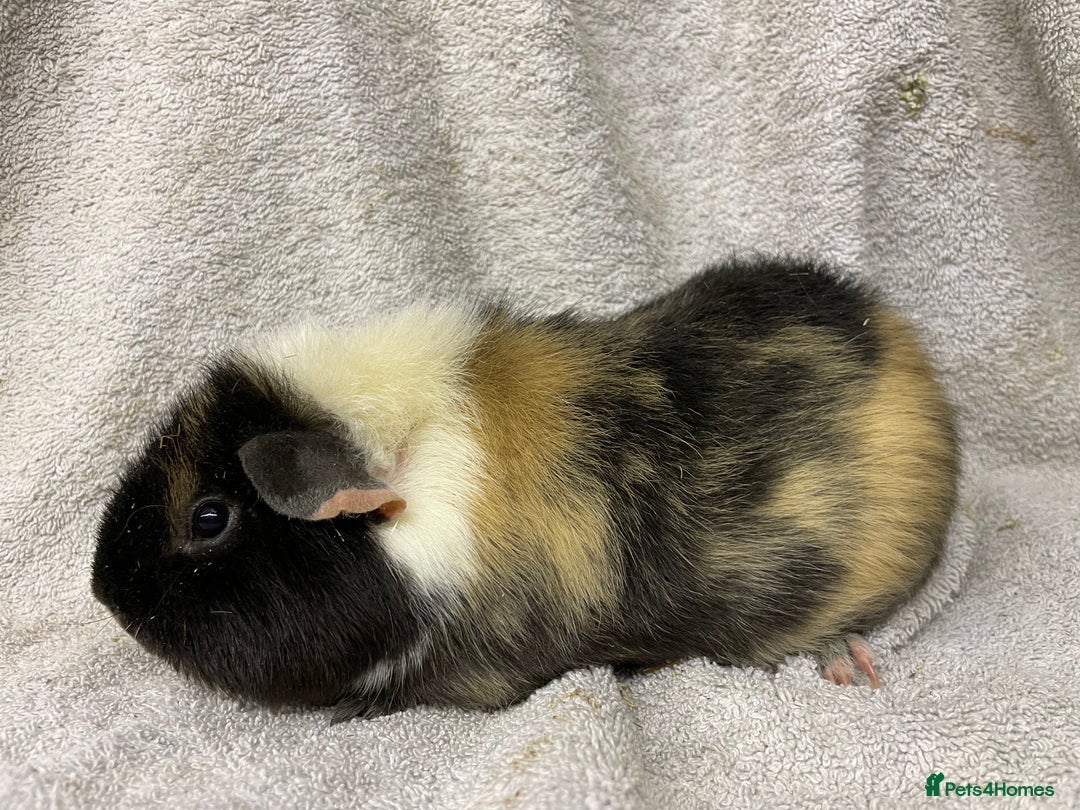 Guinea Pig rodents for sale: Various male teddy Guineapigs for sale  - Advert 12