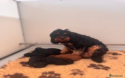 Cavapoo dogs for sale: DONNAJAYS Cavapoo’s  - Image 9