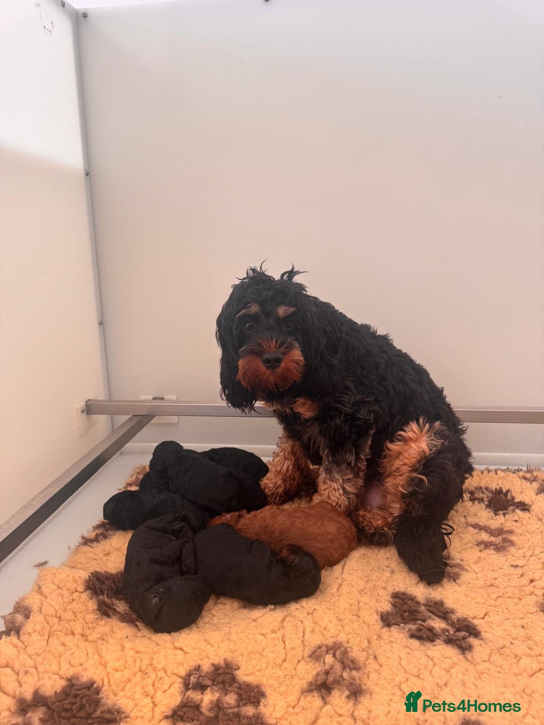 Cavapoo dogs for sale: DONNAJAYS Cavapoo’s  - Image 9