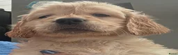 Golden Retriever dogs for sale: Selective litter from health tested parents - Advert 28